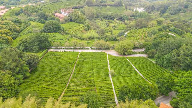 茗茶远离城市的喧嚣在青山绿水间尽情放松身心享受自然(图6)