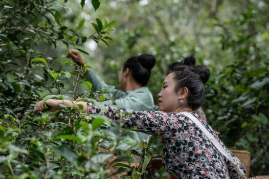 一山一叶铸传奇——探秘全球首个茶主题世界文化遗产(图3)