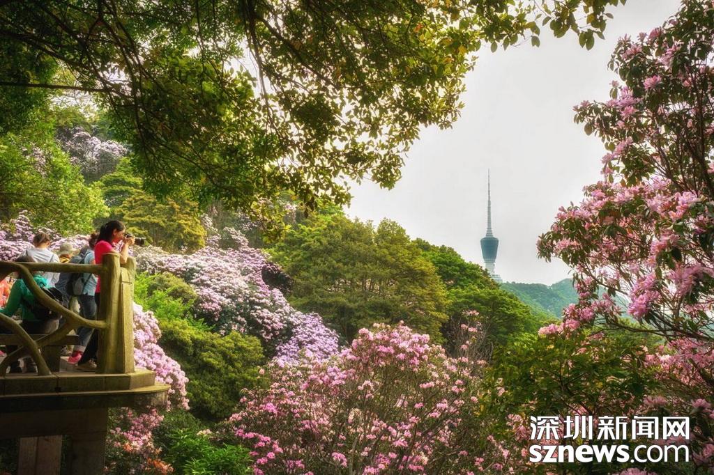 漫山遍野一片粉！深圳梧桐山最美花海盛开最佳观赏期就在这几天(图5)