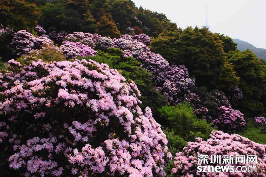 漫山遍野一片粉！深圳梧桐山最美花海盛开最佳观赏期就在这几天(图2)