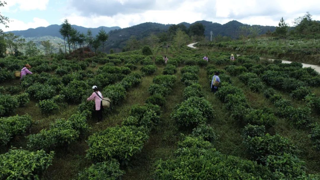 茶叶的最全分类介绍（建议收藏）