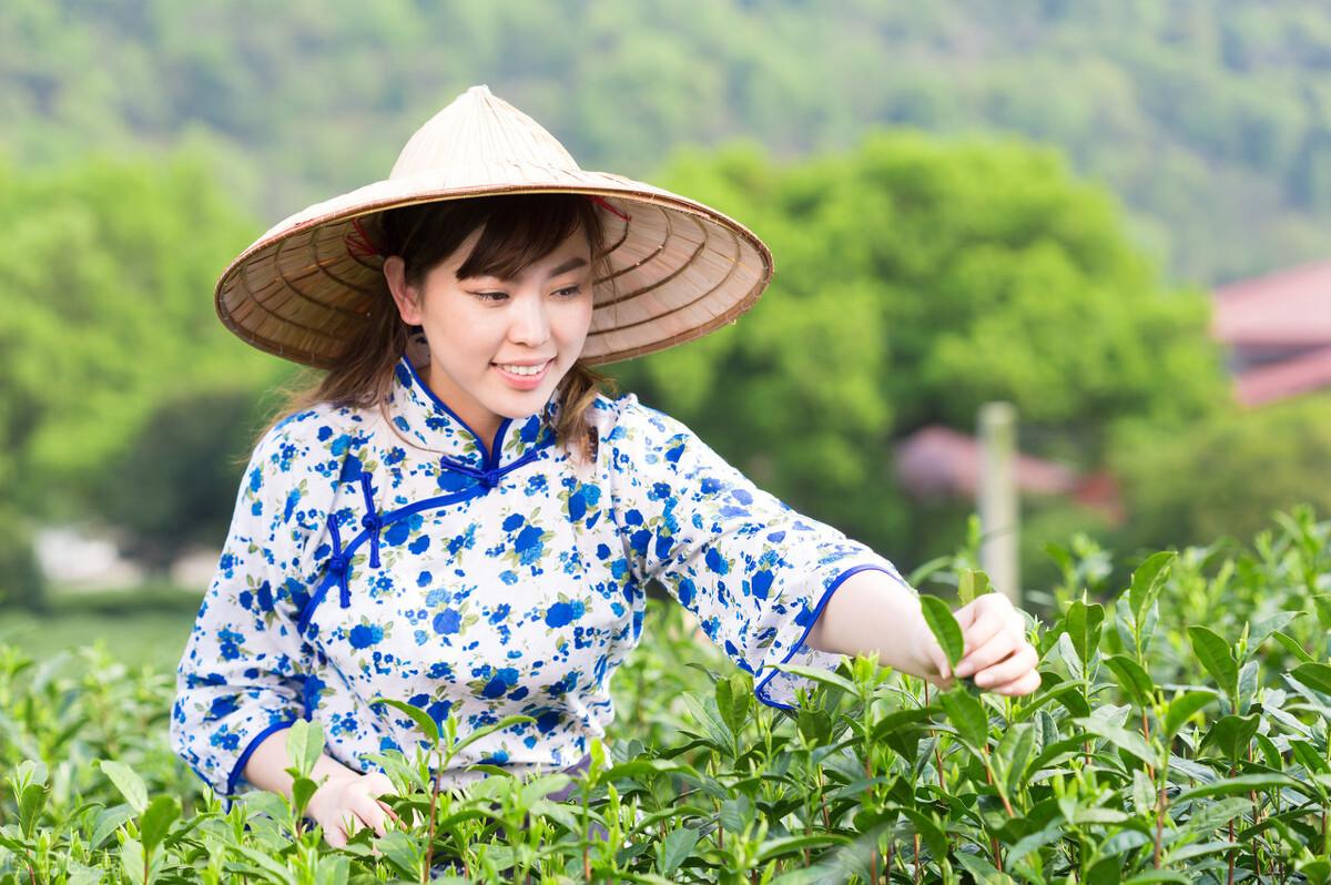 茗茶是什么意思（茗与茶两者有什么区别）(图2)