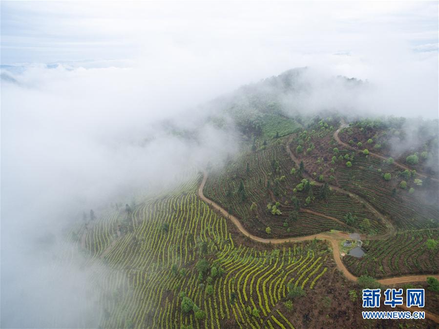 中国六大茗茶的制作工艺与保存方法(图1)