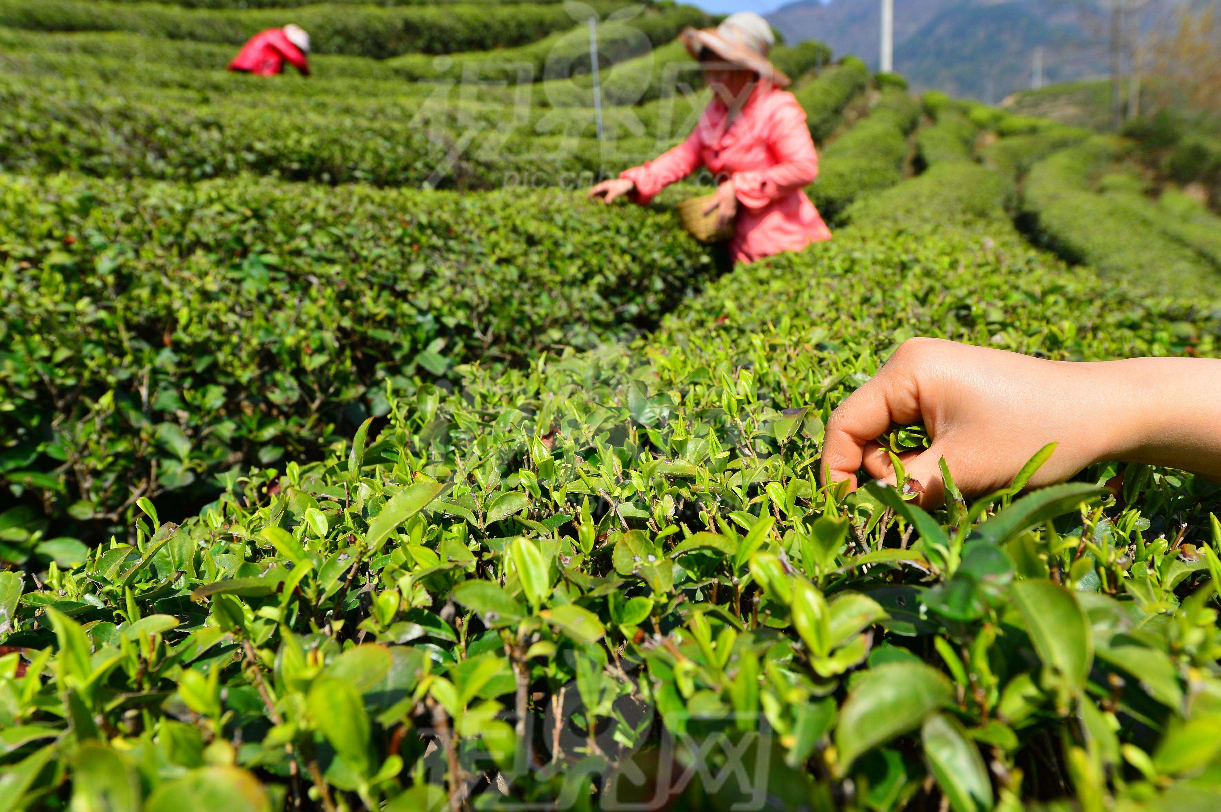 亿百体育：安顺：片片茶叶绘出多彩图景