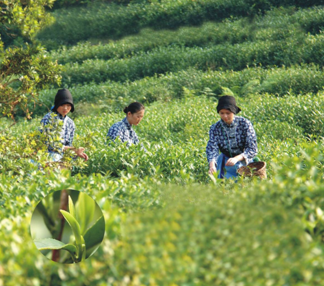 亿百体育：江苏制定全国首个茶叶碳足迹标识认证技术规范(图1)