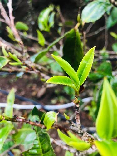 亿百体育：首个国际茶日 何不品一杯茗茶(图2)