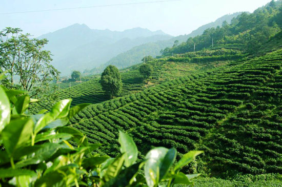 亿百体育：品茶香谋茶业南京高淳茶叶首进山西