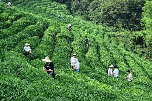 亿百体育：中国十大茶叶