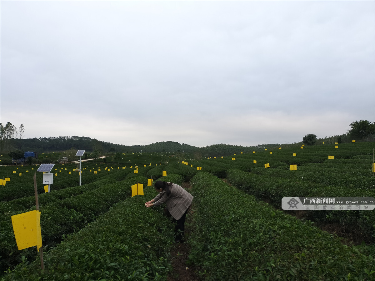 亿百体育：茶叶_植物通