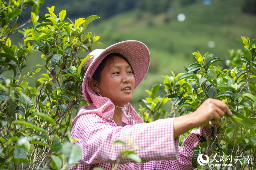 亿百体育：茶香双江 小茶叶的“大作为”(图1)