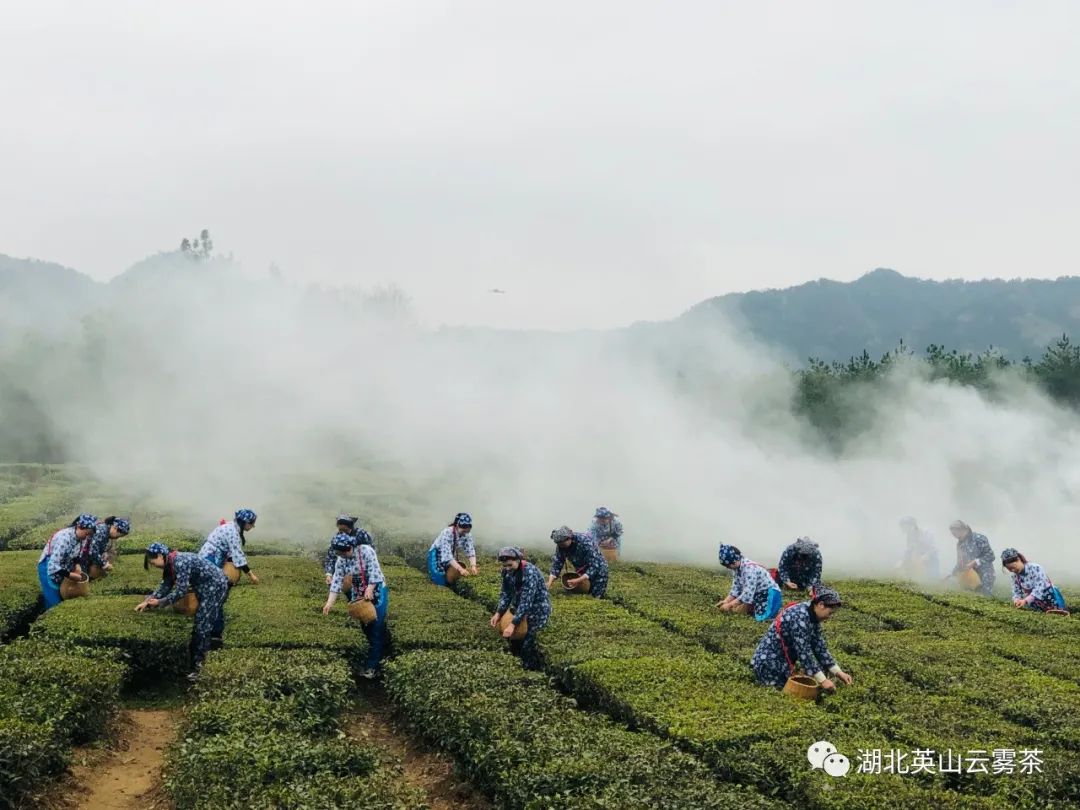 亿百体育：竹溪着力培育茶叶主导产业