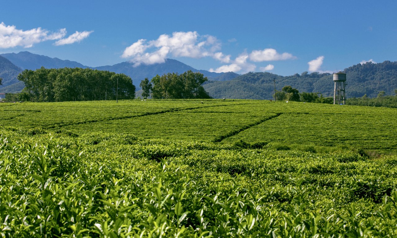 亿百体育：茶叶消费将迎黄金期