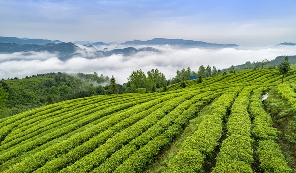 亿百体育：贵价茶叶产区成谜竹叶青茶是“行业黑马”还是“韭菜镰刀”？