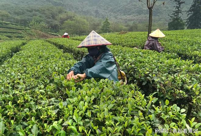 亿百体育：茶乡春茶开采正当时！英德春茶全面开采可望增产20%(图2)