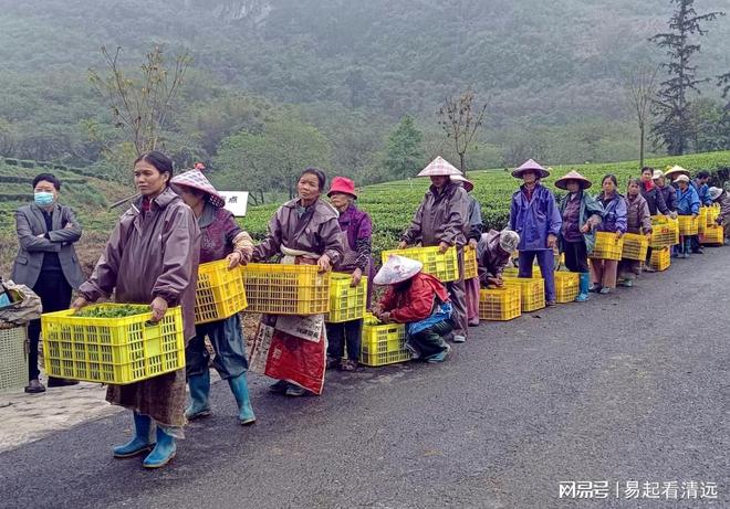 亿百体育：茶乡春茶开采正当时！英德春茶全面开采可望增产20%(图1)