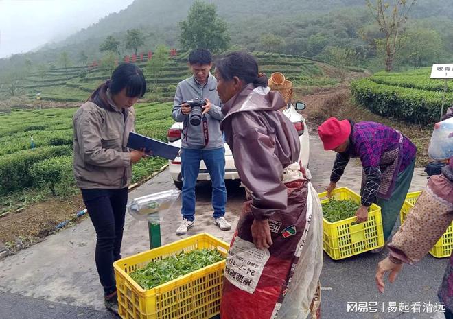 亿百体育：茶乡春茶开采正当时！英德春茶全面开采可望增产20%(图5)