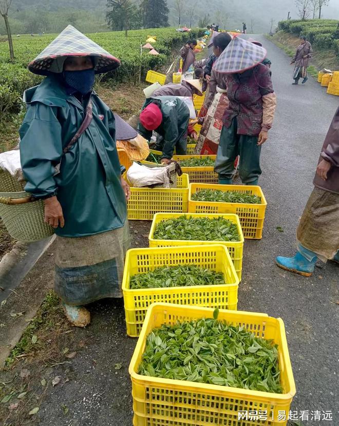 亿百体育：茶乡春茶开采正当时！英德春茶全面开采可望增产20%(图4)