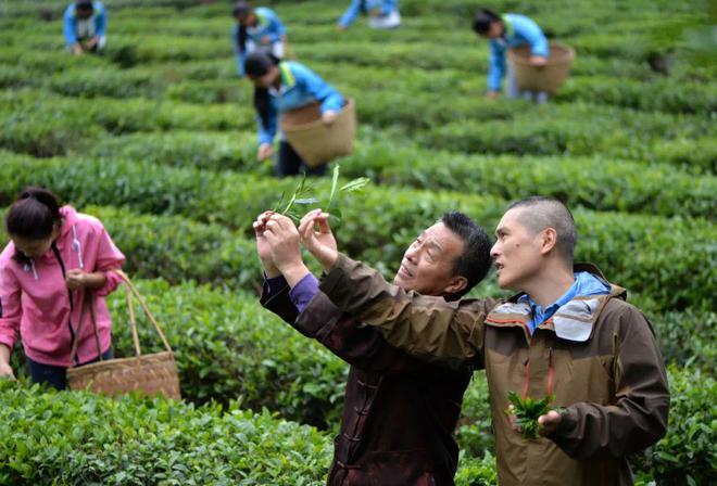 亿百体育：向世界敬一杯“武夷茶”汉学家赞称茶是中华文明的圣物(图5)