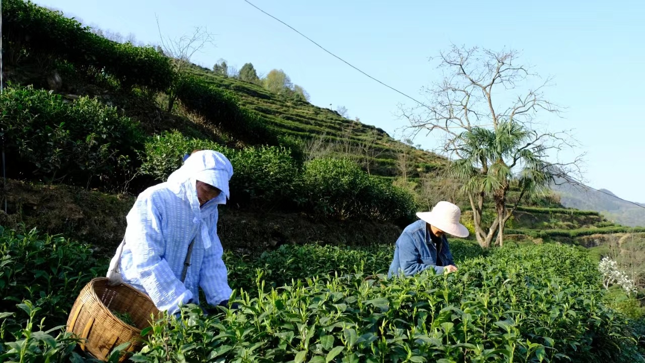 亿百体育：【发现春之美】陕西：富硒茶采摘加工忙(图3)