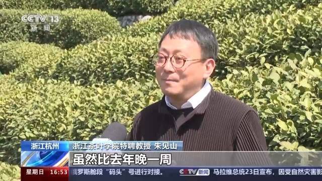 亿百体育：春暖茶香 全国多个茶叶主产区进入采摘期(图1)