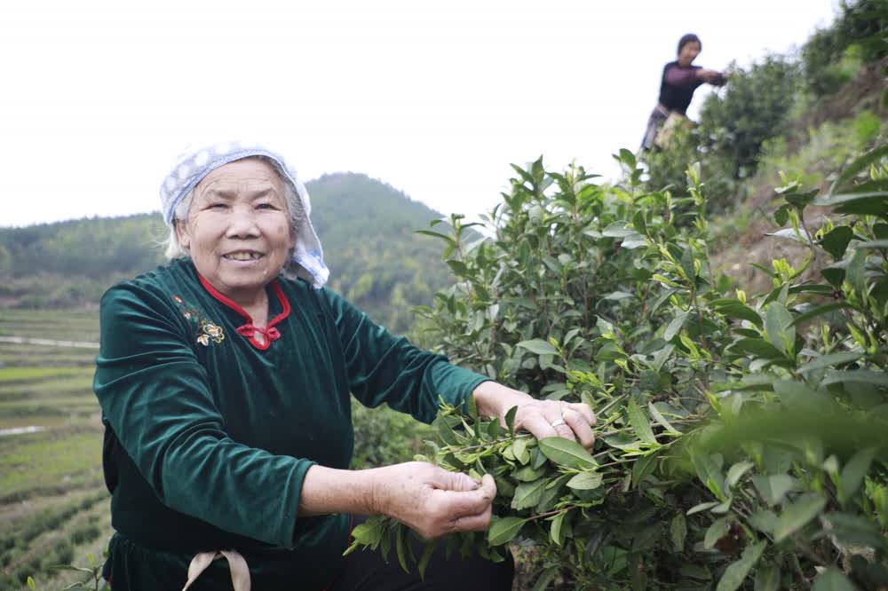 亿百体育：新田：春茶吐新芽 采摘正当时(图1)