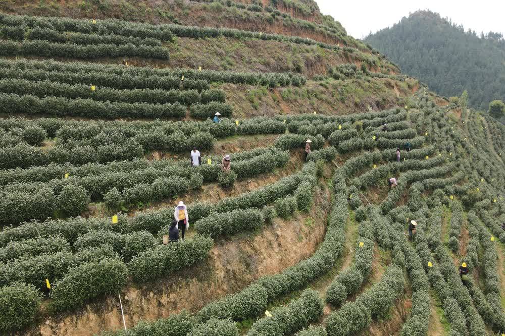 亿百体育：新田：春茶吐新芽 采摘正当时(图2)