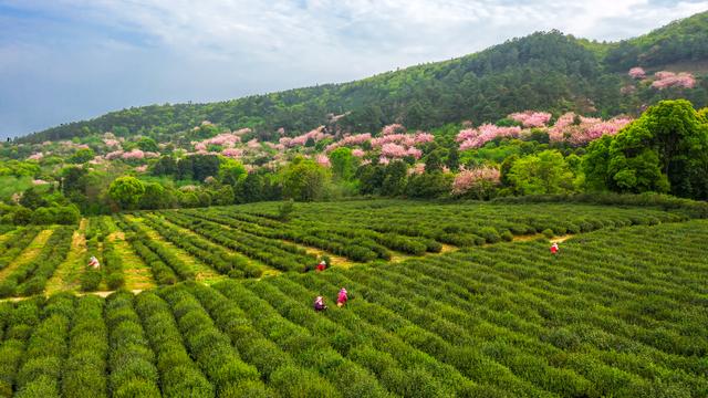 亿百体育：天价茶叶又来了！泛茶危机再现？