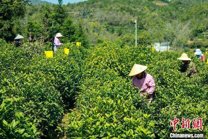 亿百体育：安徽祁门红茶开园采摘(图4)