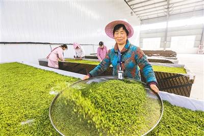 亿百体育：春茶正飘香_人民_茶叶_图片(图1)