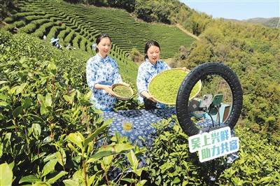 亿百体育：春茶正飘香_人民_茶叶_图片(图2)