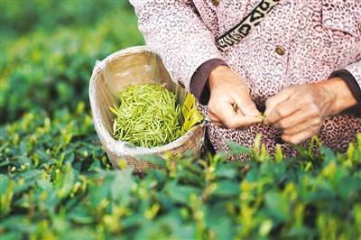 亿百体育：春茶正飘香_人民_茶叶_图片(图5)