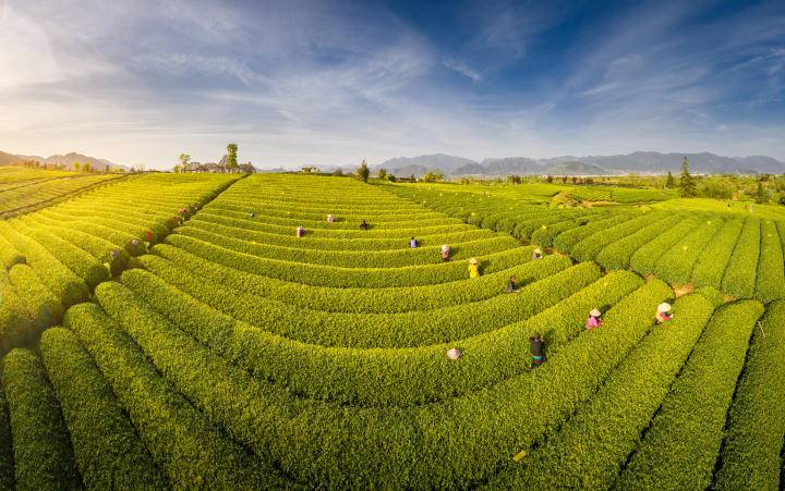 亿百体育：一缕茶香引领致富路