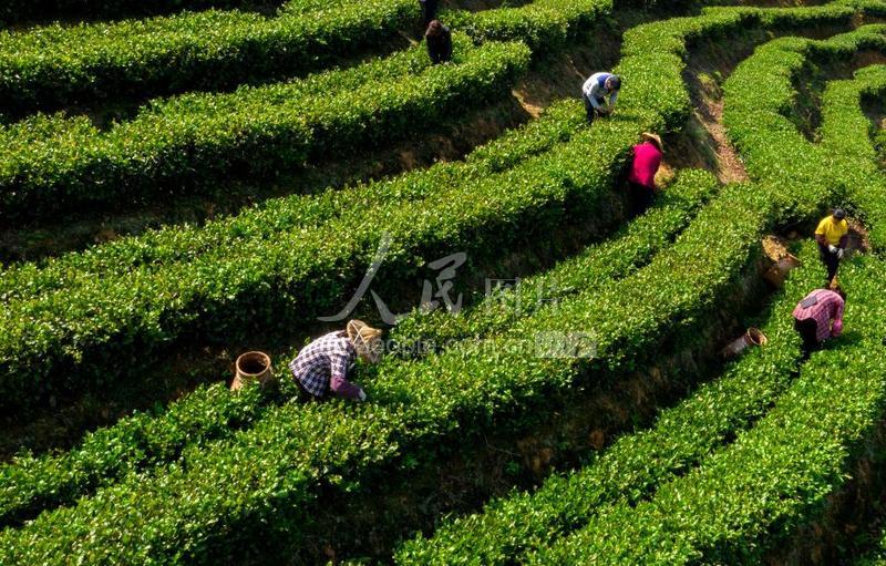 亿百体育：天羽茶业：制茶大师助力企业做好茶