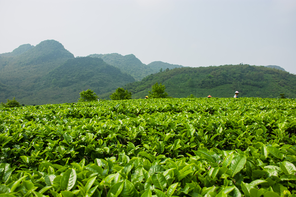 亿百体育：湖南湘西：“三杯茶”里的乡村振兴