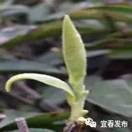 亿百体育：到宜春吃茶去！家乡茗茶你知多少？(图6)