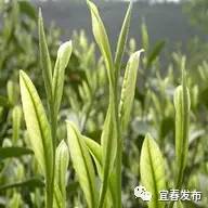 亿百体育：到宜春吃茶去！家乡茗茶你知多少？(图10)