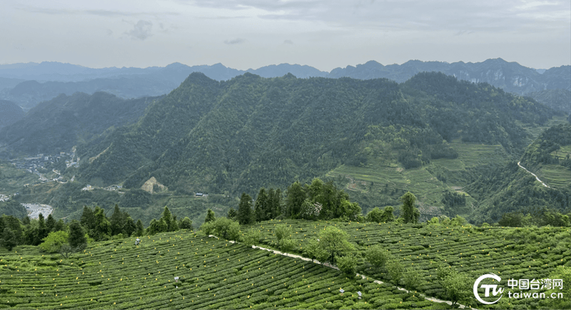 亿百体育：于一盏香茗之间品味湘西茶香四溢的两岸情(图5)