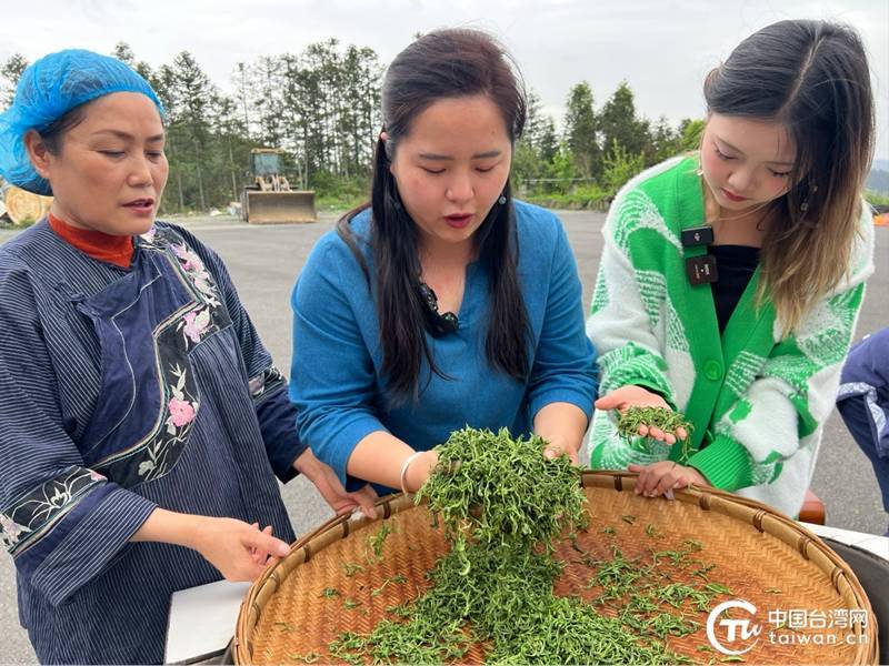 亿百体育：于一盏香茗之间品味湘西茶香四溢的两岸情(图8)