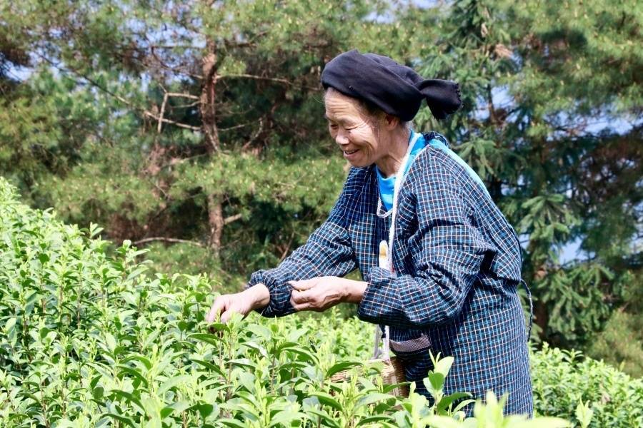 亿百体育：贵州独山茶叶“出山记”——从深山走向世界的一片叶子自述(图2)