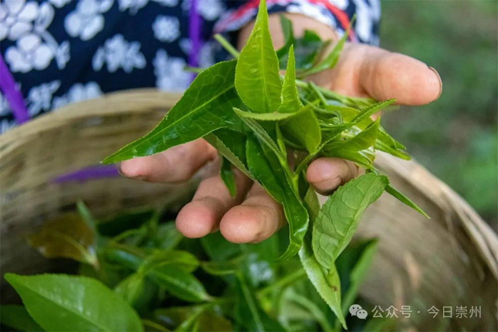 亿百体育：久等了崇州枇杷茶飘香上新(图2)