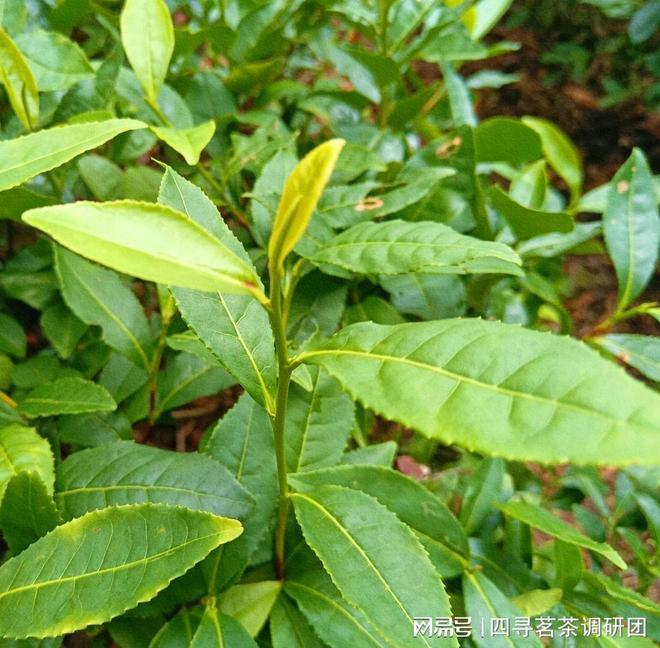 亿百体育：苏北狼山南通茗茶——四寻茗茶走进江苏南通探寻军山茶独特魅力(图2)