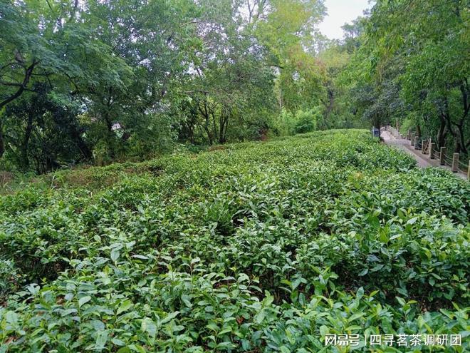 亿百体育：苏北狼山南通茗茶——四寻茗茶走进江苏南通探寻军山茶独特魅力(图1)