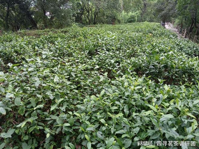 亿百体育：苏北狼山南通茗茶——四寻茗茶走进江苏南通探寻军山茶独特魅力(图3)