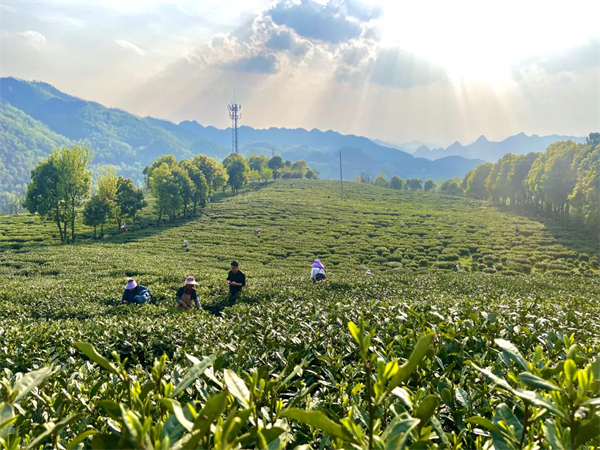 亿百体育：岚皋：茶叶变茶业美了乡村富了民-安康新闻网