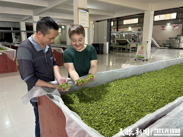 亿百体育：【春茶万千·遵义领鲜】正安怡人茶业：铁娘子种出来的朴实茶(图1)