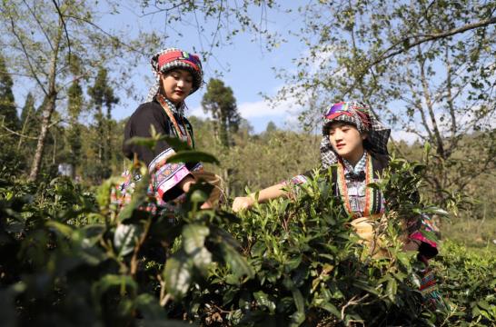 亿百体育：各地春茶上市观察：小叶子大产业茶文章处处芳(图6)