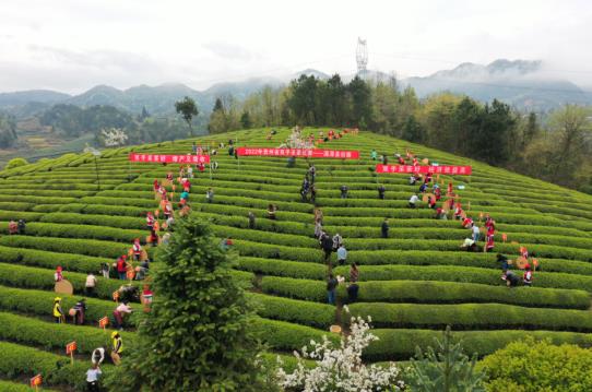 亿百体育：各地春茶上市观察：小叶子大产业茶文章处处芳(图8)