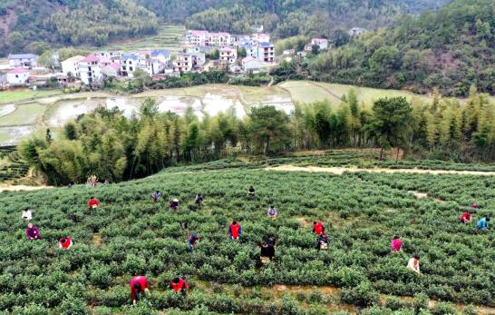 亿百体育：各地春茶上市观察：小叶子大产业茶文章处处芳(图10)