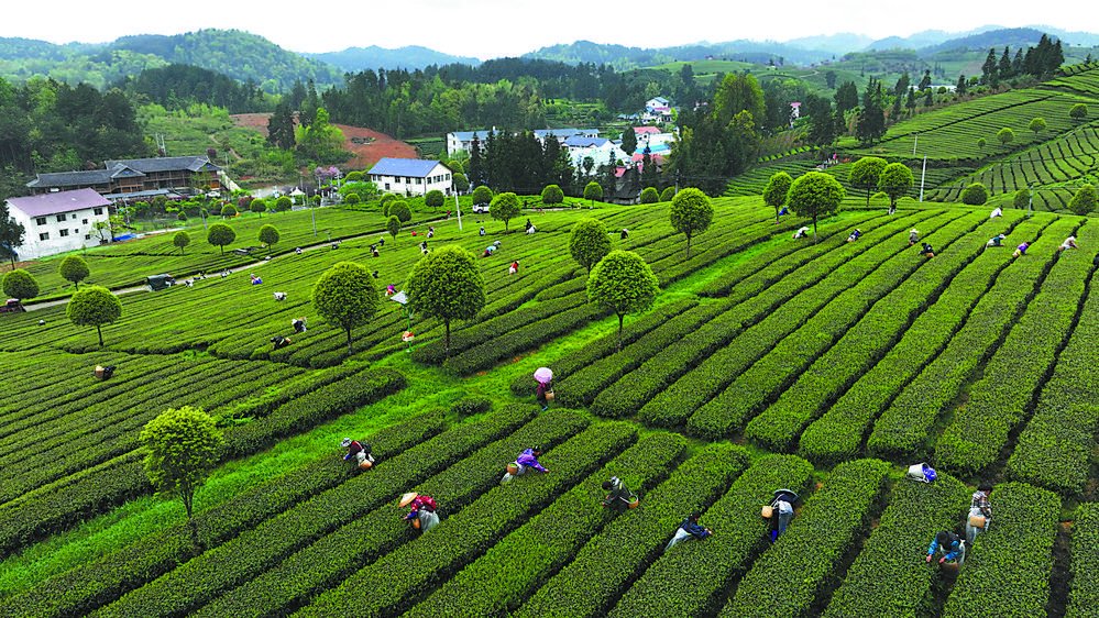 亿百体育：茶叶知识介绍