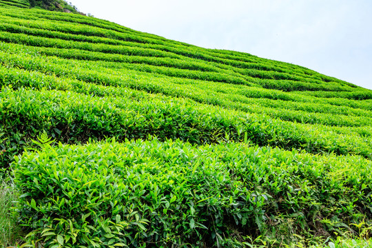 亿百体育：遏制茶叶过度包装现象